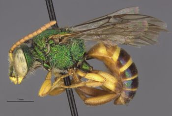 Media type: image;   Entomology 32616 Aspect: habitus lateral view